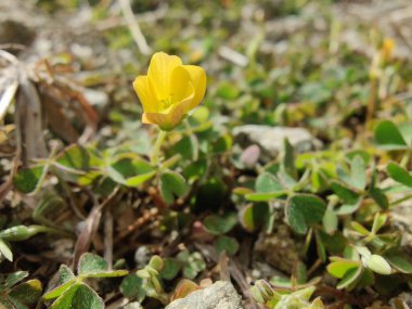 Sürünen orman kuşu, Oxalis corniculata ya da Oxalis sürgünleri
