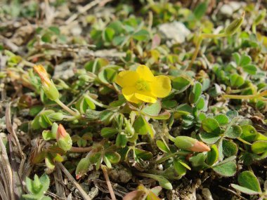 Sürünen orman kuşu, Oxalis corniculata ya da Oxalis sürgünleri