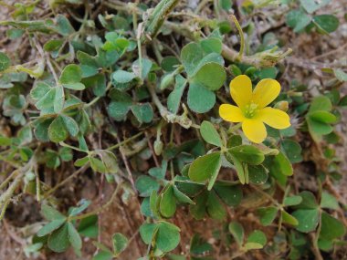 Sürünen orman kuşu, Oxalis corniculata ya da Oxalis sürgünleri