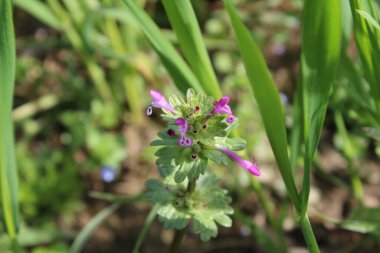 Lamium amplexicaule ya da Henbit ölü ısırganı