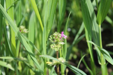 Lamium amplexicaule ya da Henbit ölü ısırganı