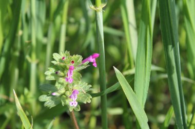 Lamium amplexicaule ya da Henbit ölü ısırganı