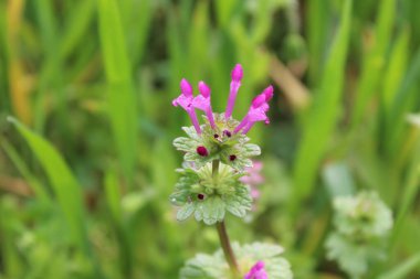 Lamium amplexicaule ya da Henbit ölü ısırganı