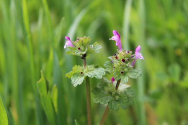 Lamium amplexicaule ya da Henbit ölü ısırganı