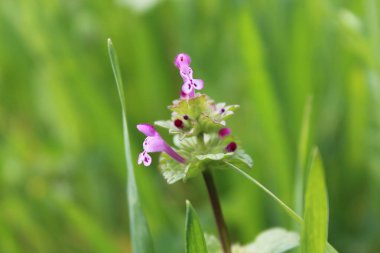Lamium amplexicaule ya da Henbit ölü ısırganı