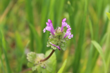 Lamium amplexicaule ya da Henbit ölü ısırganı