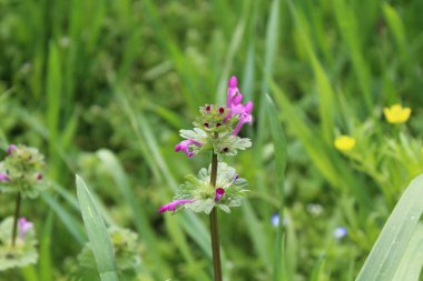 Lamium amplexicaule ya da Henbit ölü ısırganı
