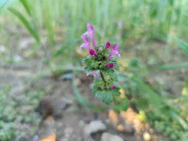 Lamium amplexicaule ya da Henbit ölü ısırganı
