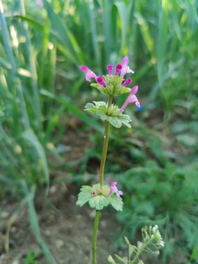 Lamium amplexicaule ya da Henbit ölü ısırganı