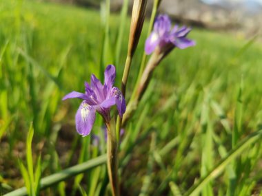 Duvar irisi, cüce gölü irisi, Sibirya zambağı ya da Iris lacustrisi.