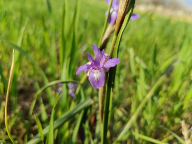 Duvar irisi, cüce gölü irisi, Sibirya zambağı ya da Iris lacustrisi.