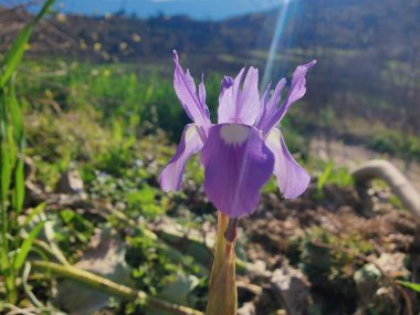 Duvar irisi, cüce gölü irisi, Sibirya zambağı ya da Iris lacustrisi.