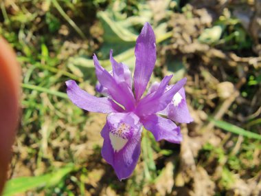 Duvar irisi, cüce gölü irisi, Sibirya zambağı ya da Iris lacustrisi.