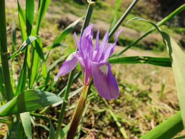 Duvar irisi, cüce gölü irisi, Sibirya zambağı ya da Iris lacustrisi.