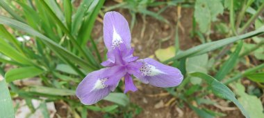 Duvar irisi, cüce gölü irisi, Sibirya zambağı ya da Iris lacustrisi.