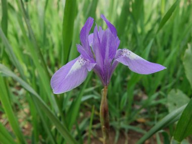 Duvar irisi, cüce gölü irisi, Sibirya zambağı ya da Iris lacustrisi.