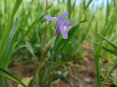 Duvar irisi, cüce gölü irisi, Sibirya zambağı ya da Iris lacustrisi.