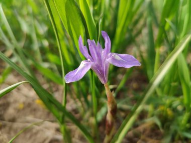 Duvar irisi, cüce gölü irisi, Sibirya zambağı ya da Iris lacustrisi.