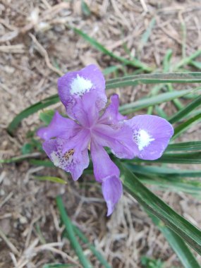 Duvar irisi, cüce gölü irisi, Sibirya zambağı ya da Iris lacustrisi.