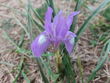 Duvar irisi, cüce gölü irisi, Sibirya zambağı ya da Iris lacustrisi.