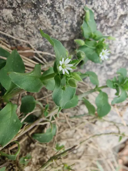 Stellaria Medya, Chickweed veya Chickenwort