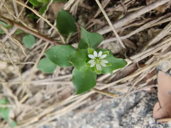 Stellaria Medya, Chickweed veya Chickenwort