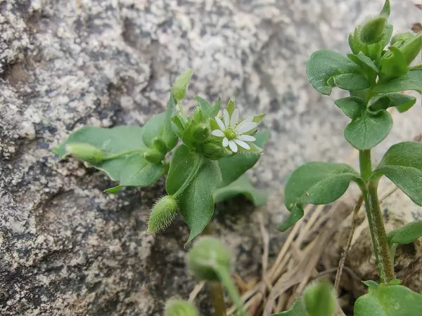 Stellaria Medya, Chickweed veya Chickenwort