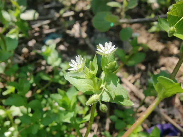 Stellaria Medya, Chickweed veya Chickenwort