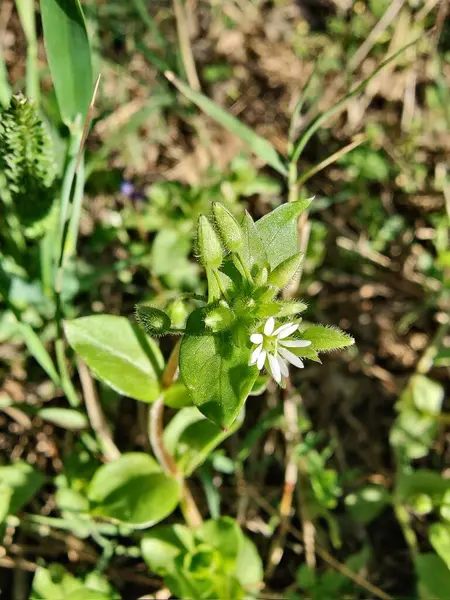 Stellaria Medya, Chickweed veya Chickenwort