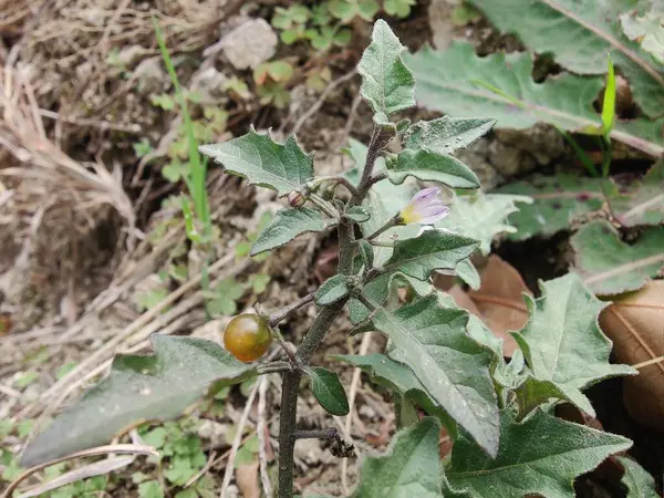 Solanum nigrum veya Siyah itüzümü