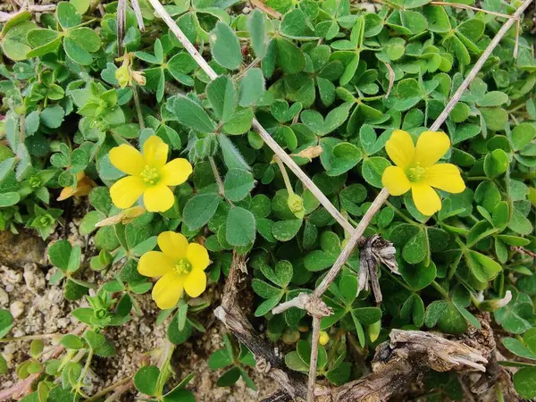 Sürünen orman kuşu, Oxalis corniculata ya da Oxalis sürgünleri