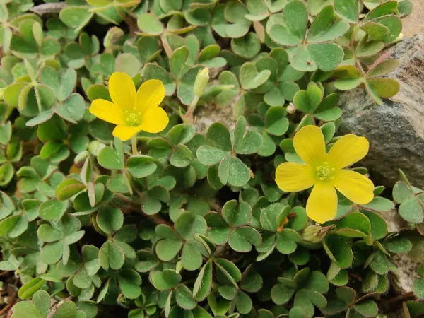 Sürünen orman kuşu, Oxalis corniculata ya da Oxalis sürgünleri