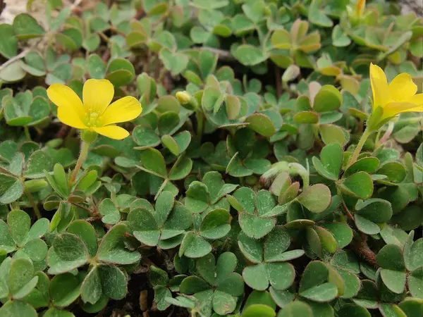 Sürünen orman kuşu, Oxalis corniculata ya da Oxalis sürgünleri