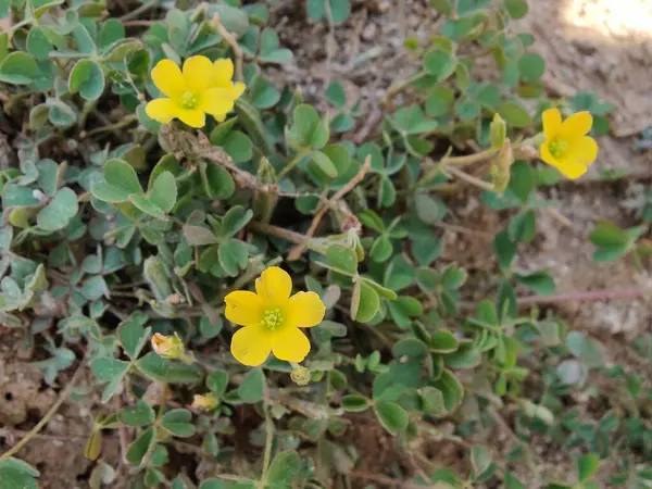 Sürünen orman kuşu, Oxalis corniculata ya da Oxalis sürgünleri