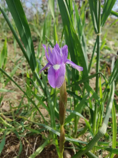 Duvar irisi, cüce gölü irisi, Sibirya zambağı ya da Iris lacustrisi.