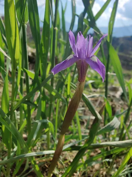 Duvar irisi, cüce gölü irisi, Sibirya zambağı ya da Iris lacustrisi.