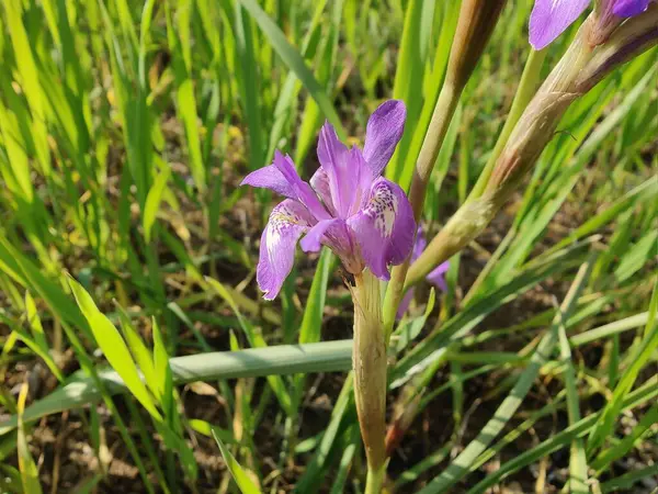 Duvar irisi, cüce gölü irisi, Sibirya zambağı ya da Iris lacustrisi.