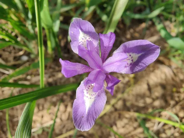 Duvar irisi, cüce gölü irisi, Sibirya zambağı ya da Iris lacustrisi.