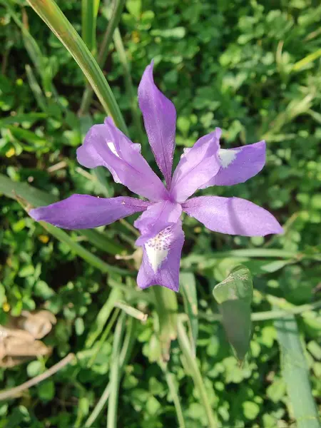 Duvar irisi, cüce gölü irisi, Sibirya zambağı ya da Iris lacustrisi.