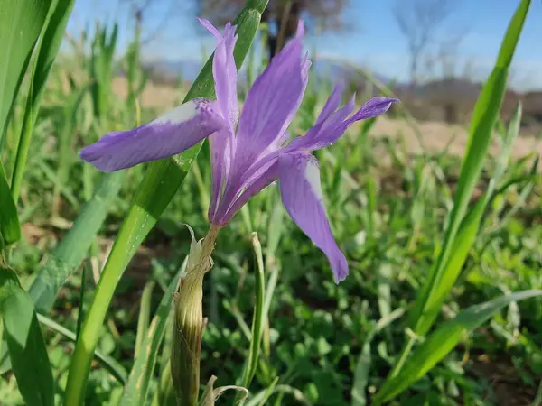 Duvar irisi, cüce gölü irisi, Sibirya zambağı ya da Iris lacustrisi.