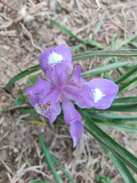 Duvar irisi, cüce gölü irisi, Sibirya zambağı ya da Iris lacustrisi.