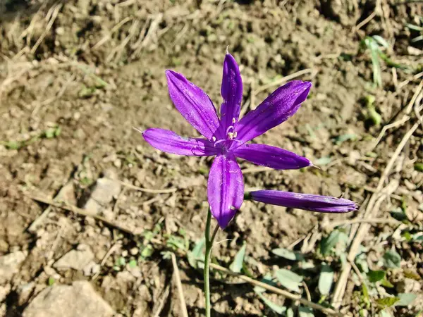 Sibirya zambağı, lavanta dağı zambağı ya da Ixiolirion tataricum