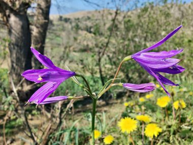 Sibirya zambağı, lavanta dağı zambağı ya da Ixiolirion tataricum