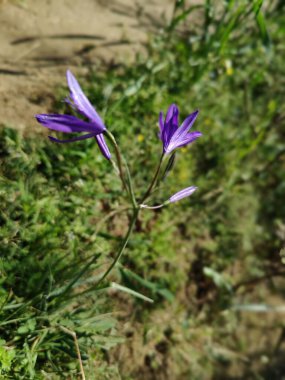 Sibirya zambağı, lavanta dağı zambağı ya da Ixiolirion tataricum