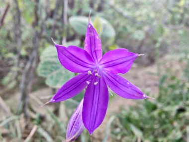 Sibirya zambağı, lavanta dağı zambağı ya da Ixiolirion tataricum