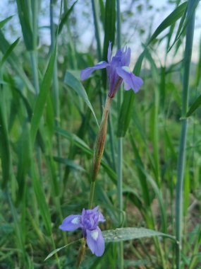 Duvar irisi, cüce gölü irisi, Sibirya zambağı ya da Iris lacustrisi.