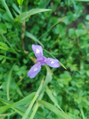 Duvar irisi, cüce gölü irisi, Sibirya zambağı ya da Iris lacustrisi.