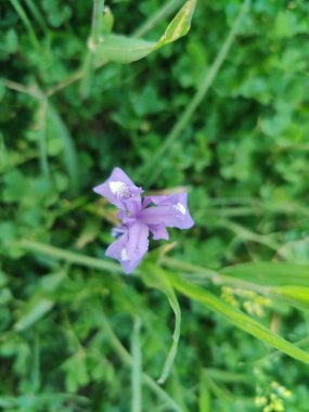 Duvar irisi, cüce gölü irisi, Sibirya zambağı ya da Iris lacustrisi.