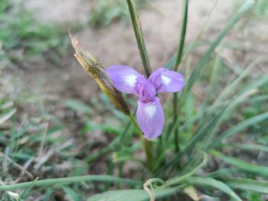 Duvar irisi, cüce gölü irisi, Sibirya zambağı ya da Iris lacustrisi.
