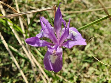 Duvar irisi, cüce gölü irisi, Sibirya zambağı ya da Iris lacustrisi.